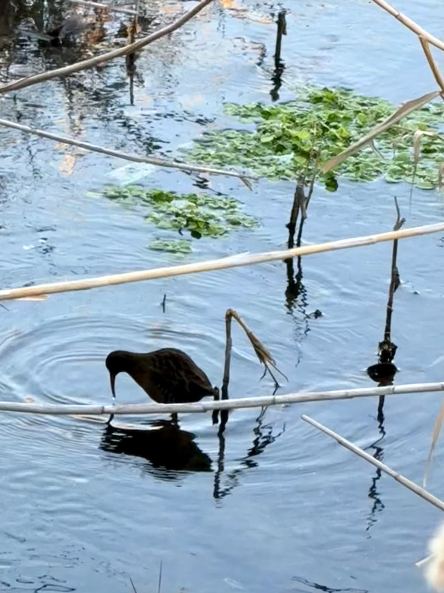 Virginia Rail - ML628914001