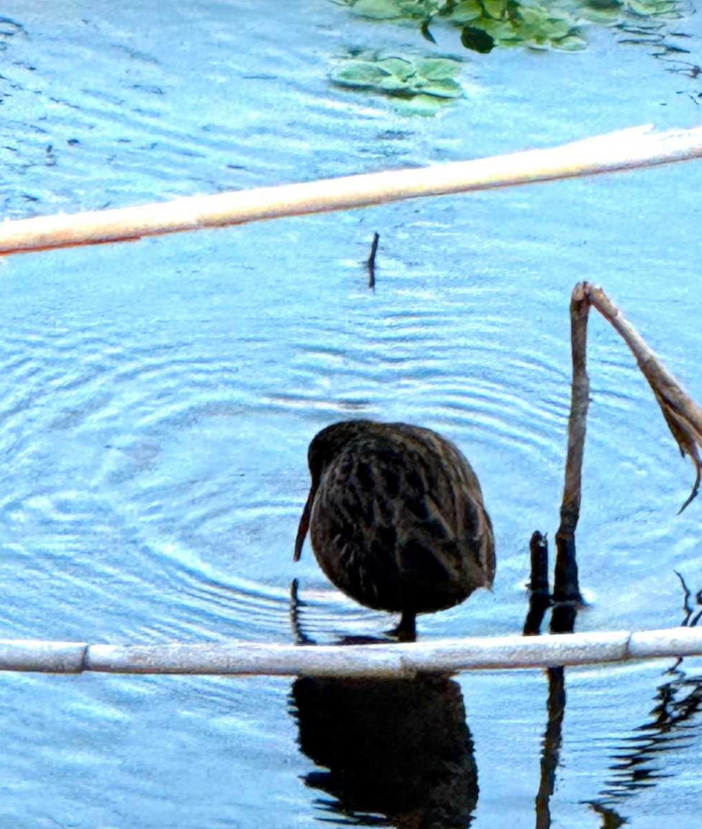 Virginia Rail - ML628914002