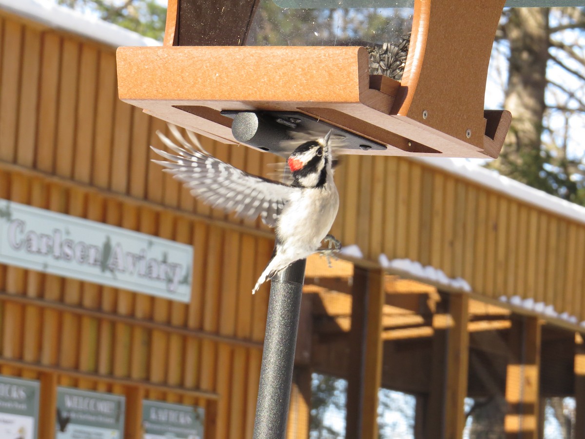 Downy Woodpecker - ML628914046