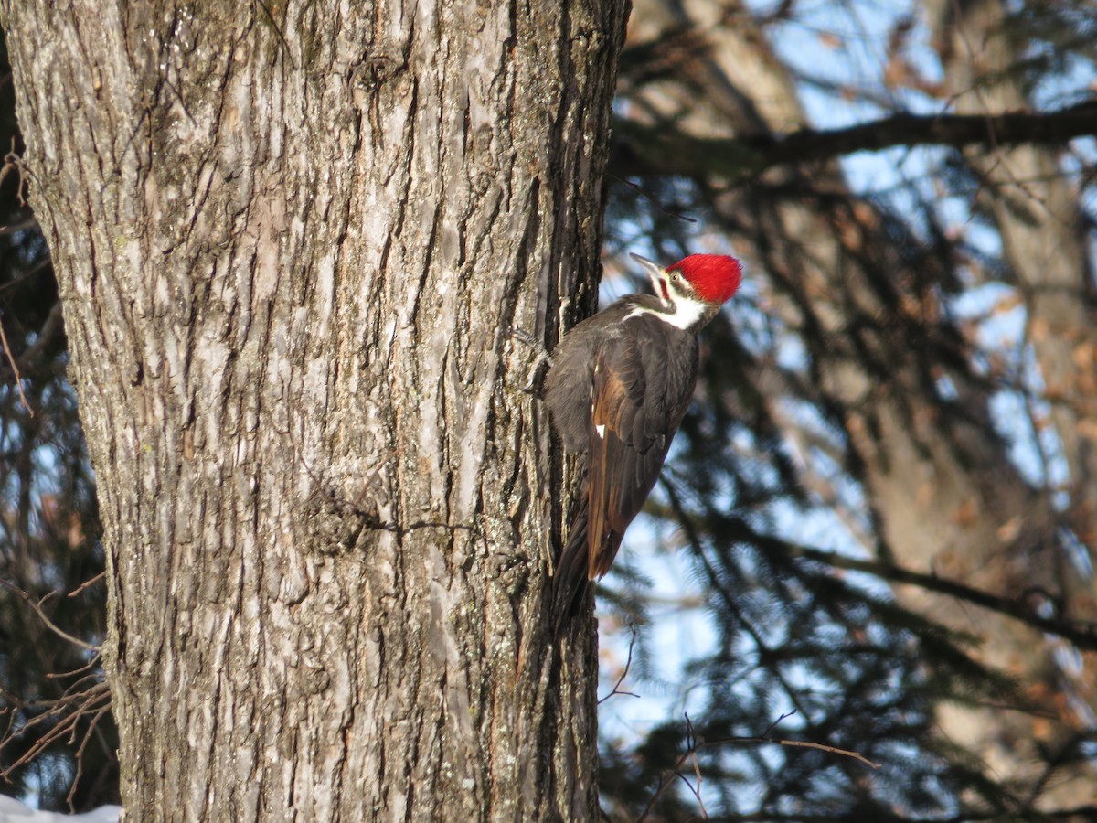 Pileated Woodpecker - ML628914048