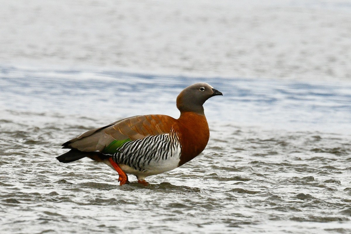 Ashy-headed Goose - ML628914094