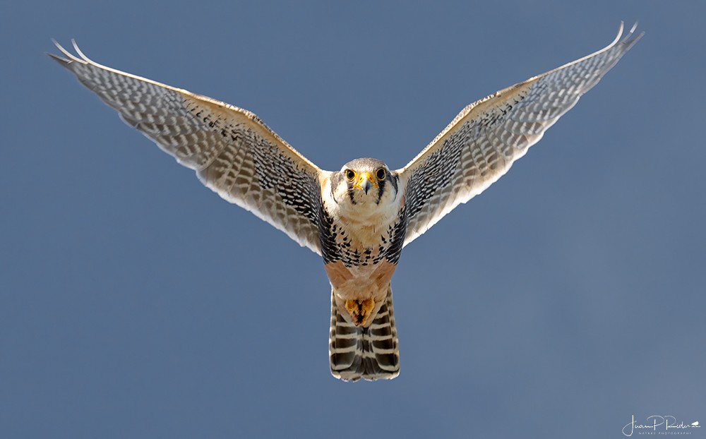 Aplomado Falcon - ML628914115