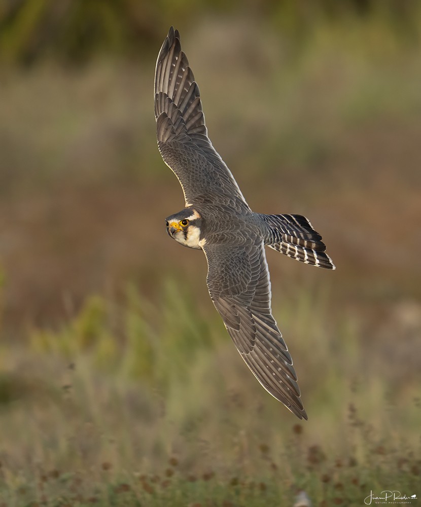 Aplomado Falcon - ML628914116