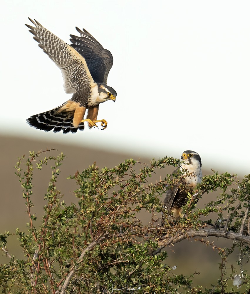 Aplomado Falcon - ML628914117