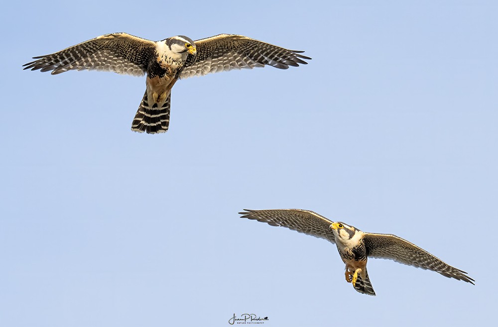 Aplomado Falcon - ML628914118