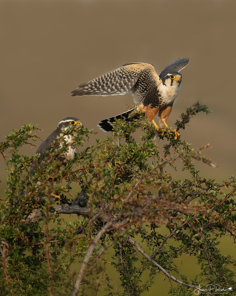 Aplomado Falcon - ML628914119