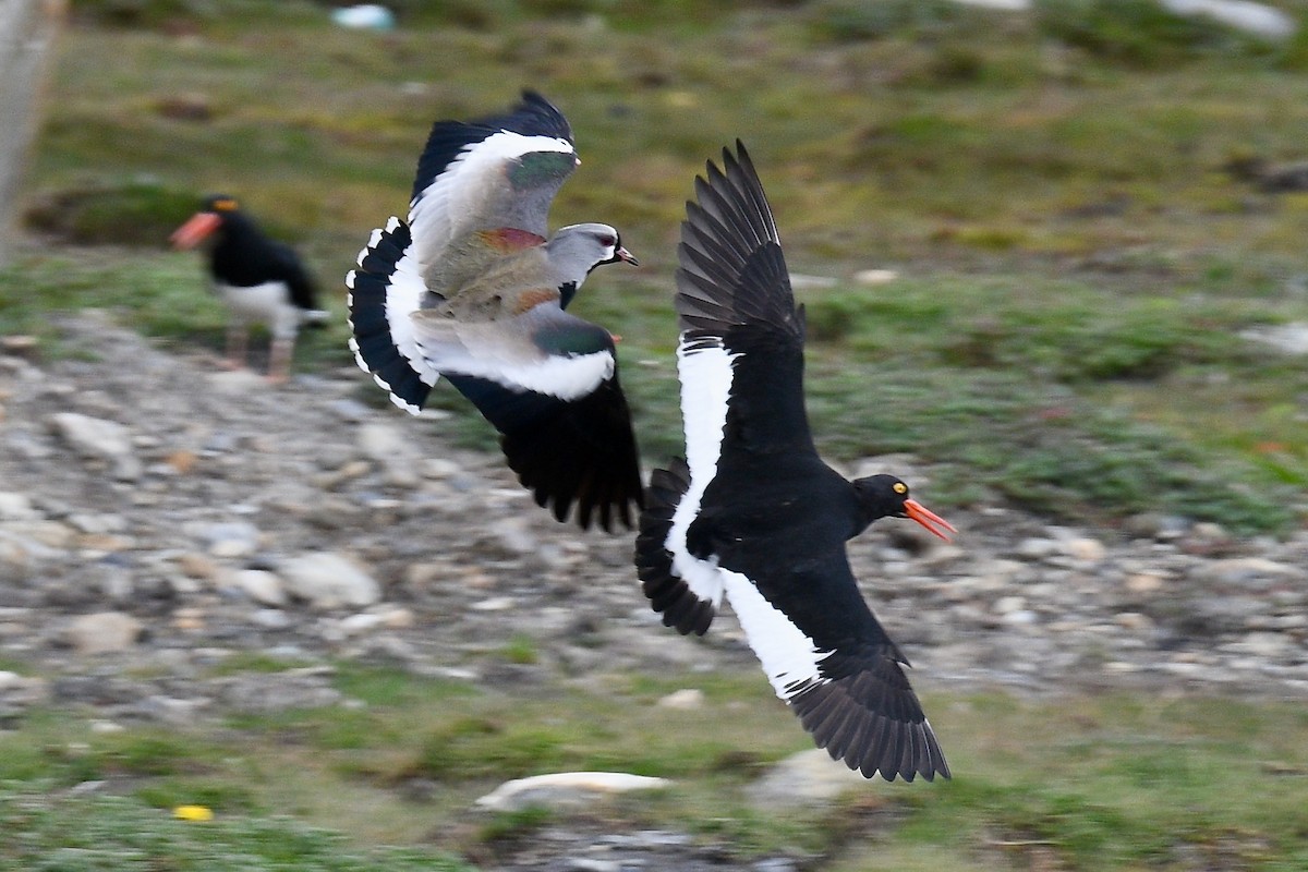 Magellanic Oystercatcher - ML628914122