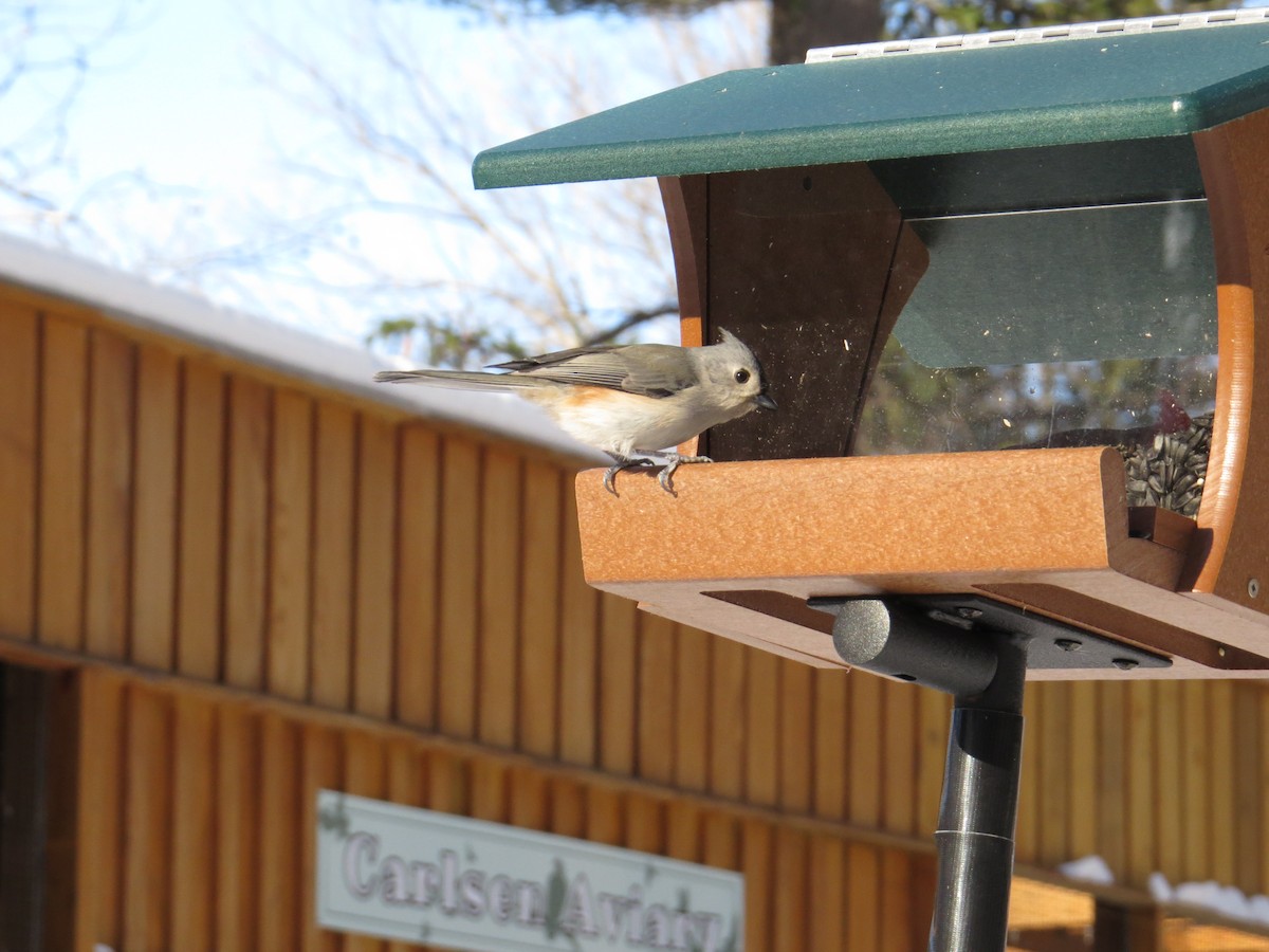 Tufted Titmouse - ML628914136