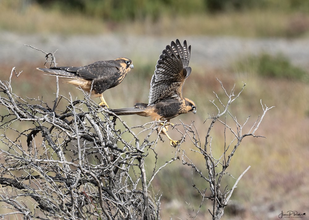 Aplomado Falcon - ML628914142