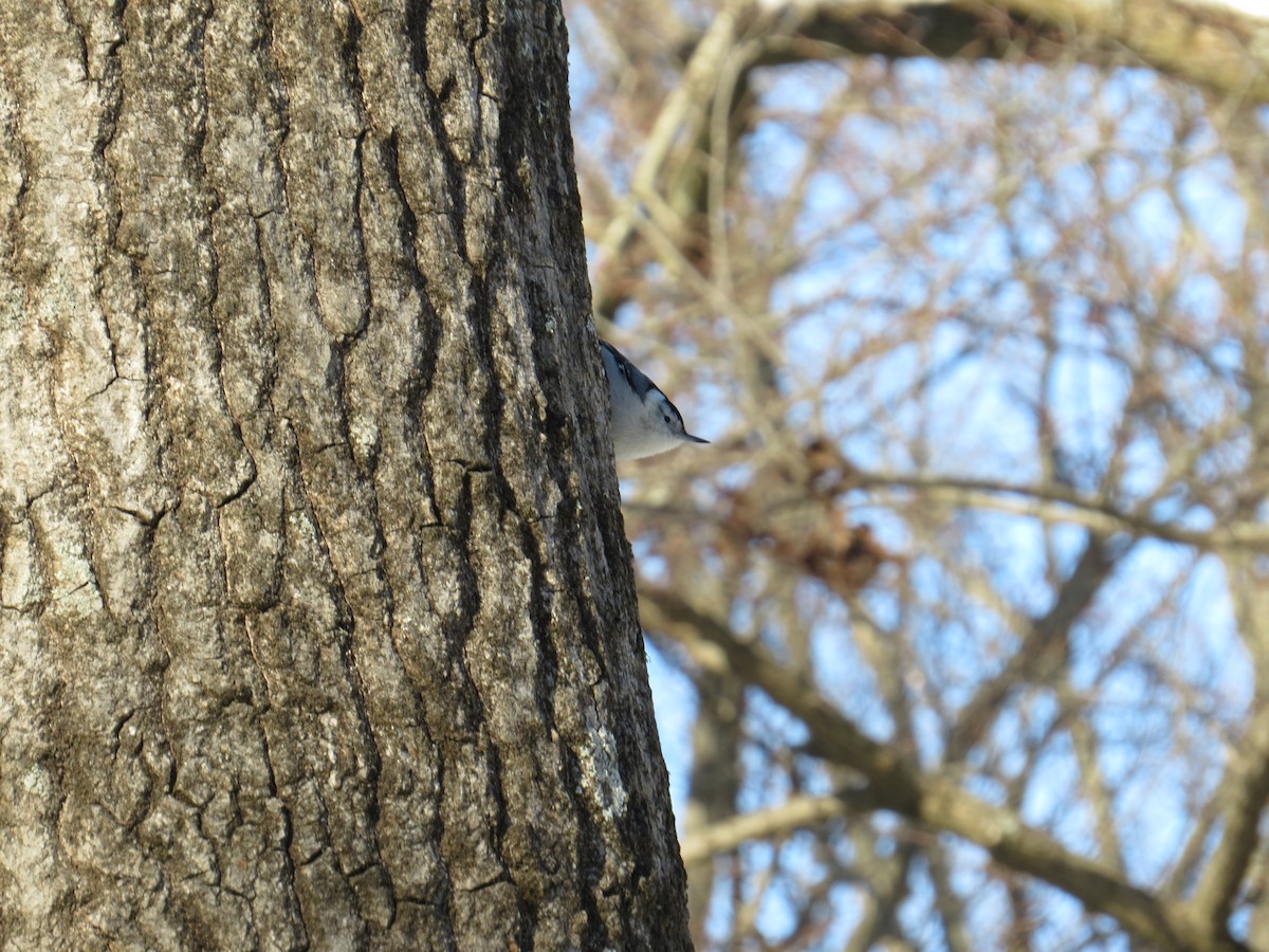 White-breasted Nuthatch - ML628914143