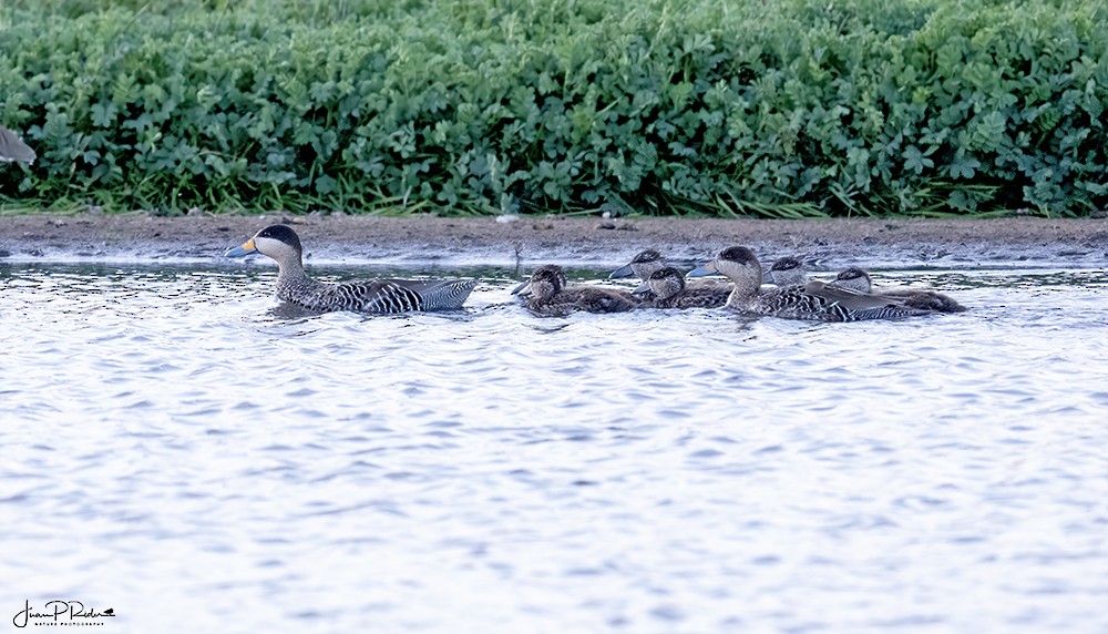 Silver Teal - ML628914183