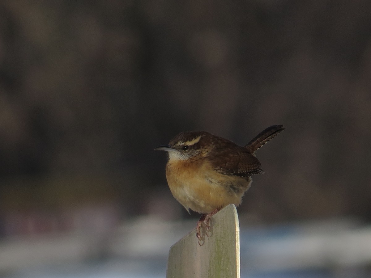 Carolina Wren - ML628914196