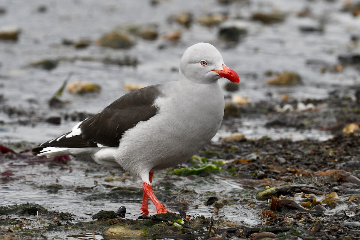 Dolphin Gull - ML628914197