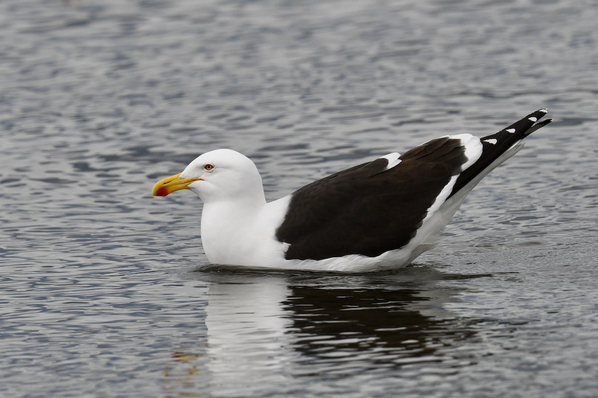 Kelp Gull - ML628914210