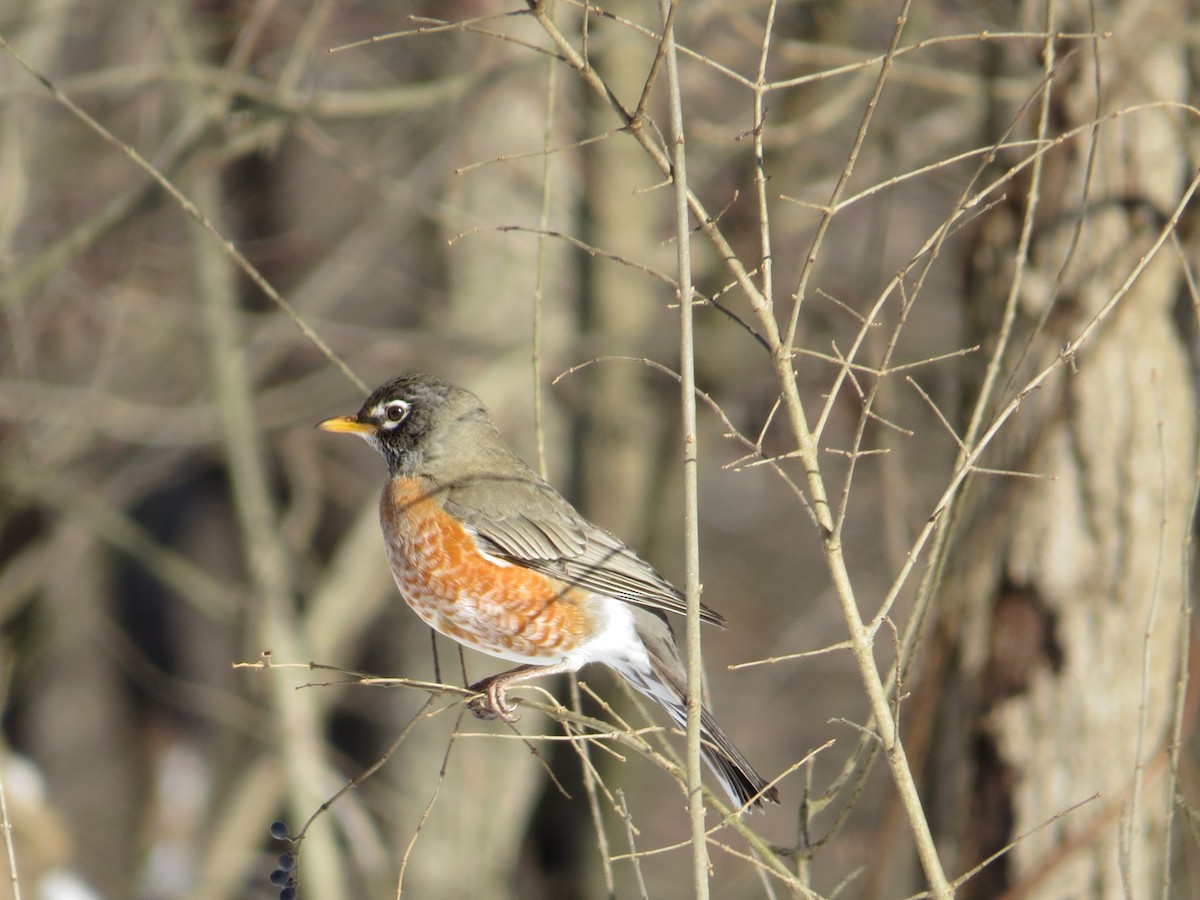 American Robin - ML628914221