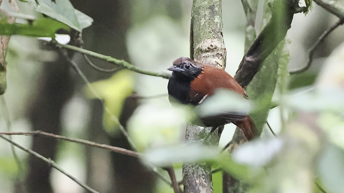 Cordillera Azul Antbird - ML628914253
