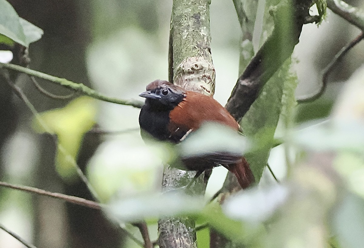 Cordillera Azul Antbird - ML628914254