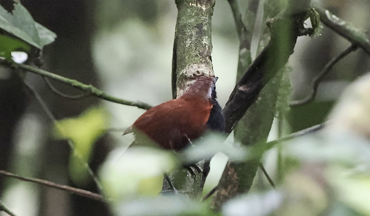 Cordillera Azul Antbird - ML628914256