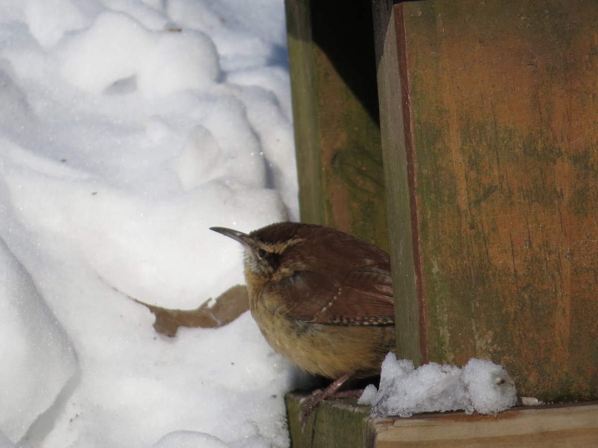 Carolina Wren - ML628914262