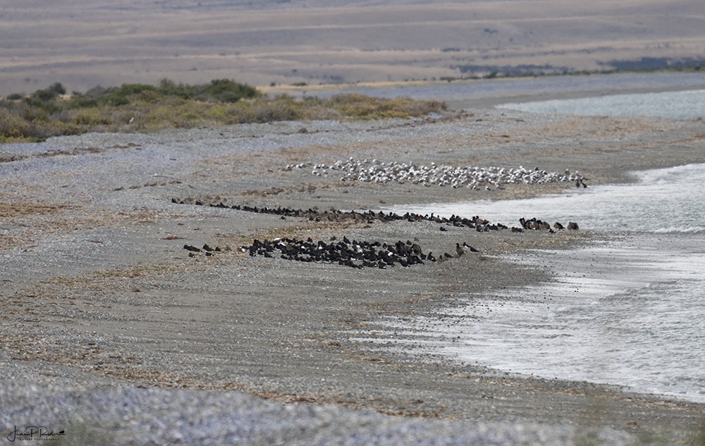 Magellanic Oystercatcher - ML628914275
