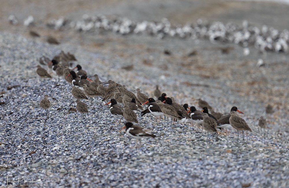 Magellanic Oystercatcher - ML628914276