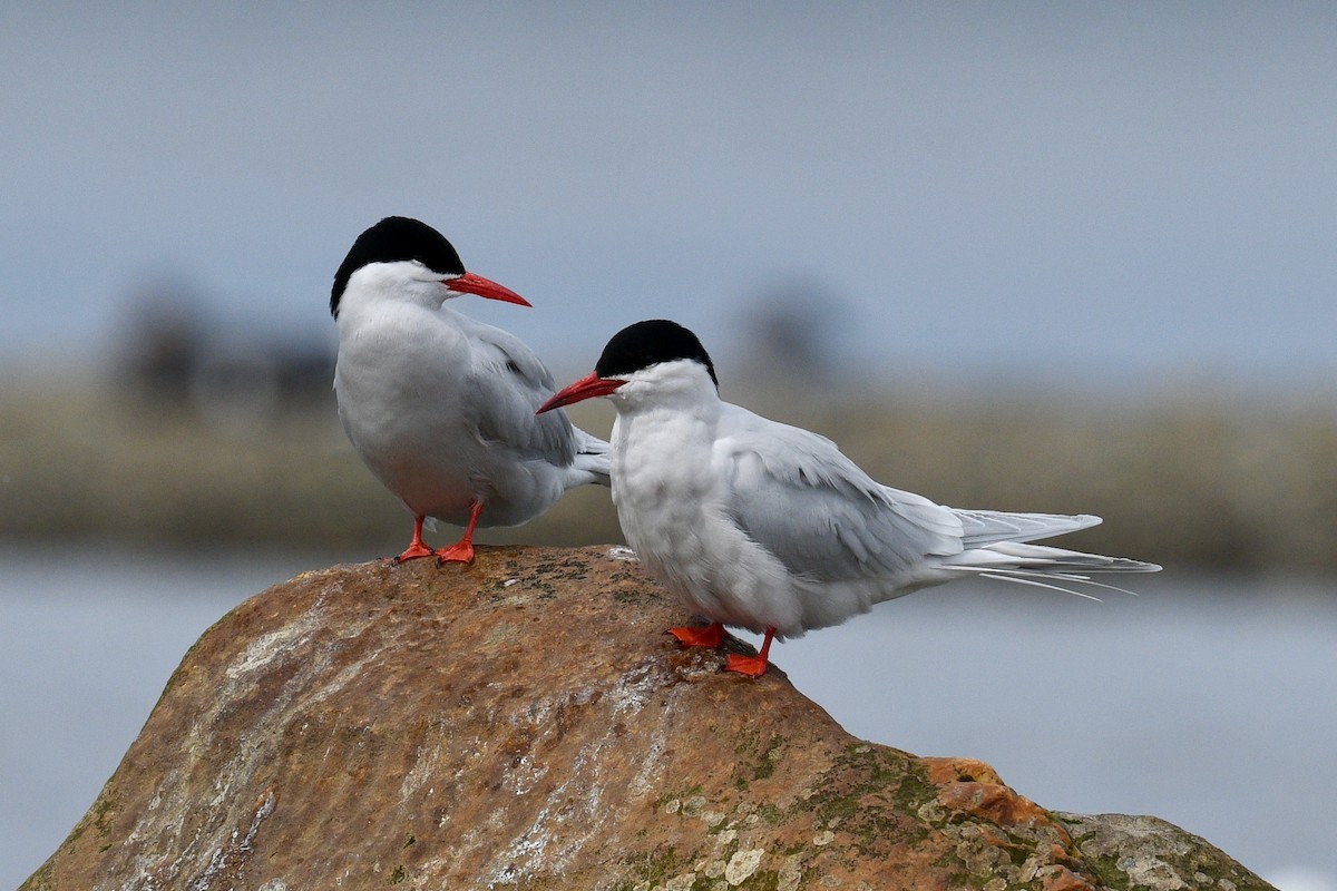 South American Tern - ML628914277