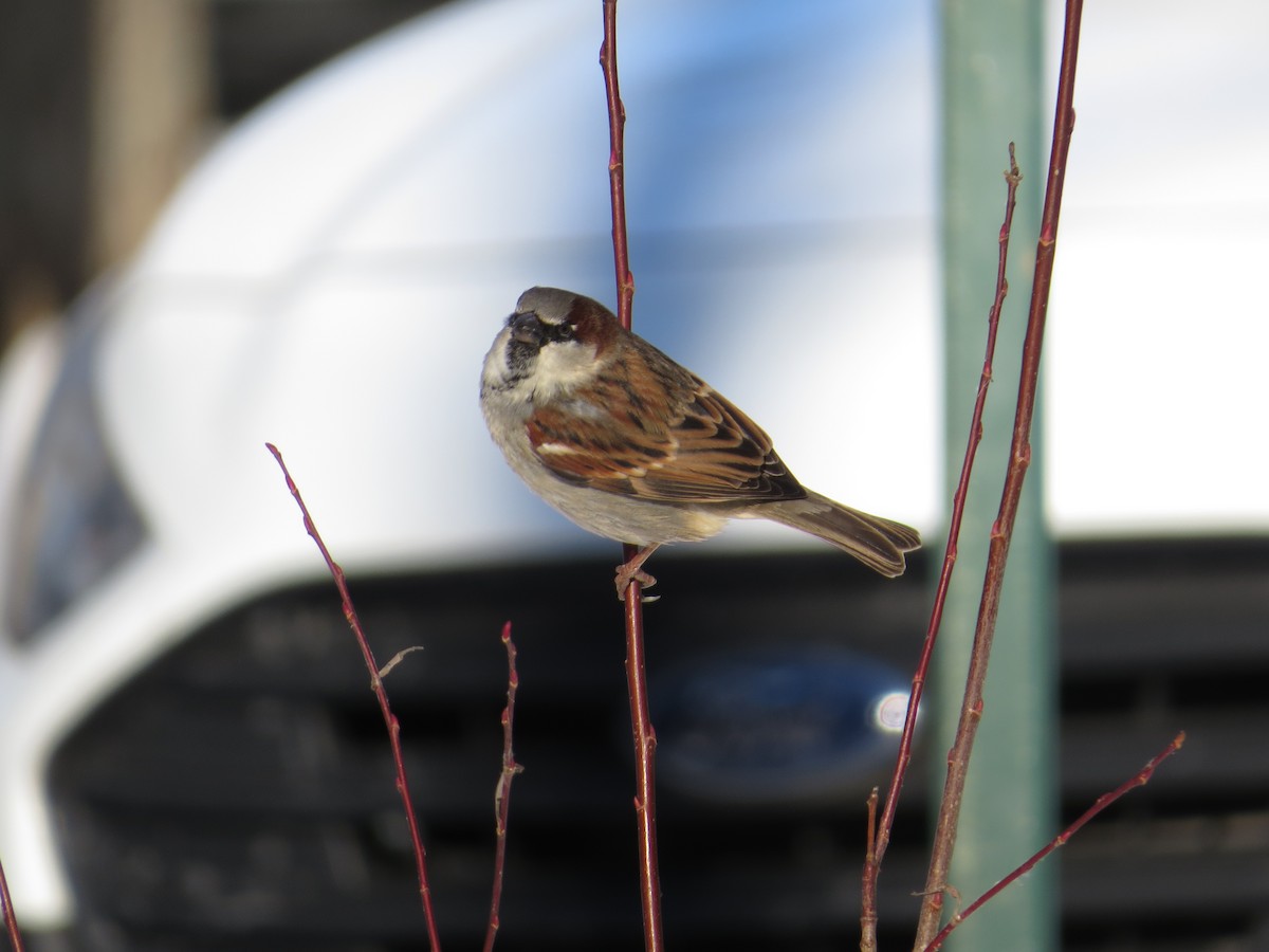 House Sparrow - ML628914278