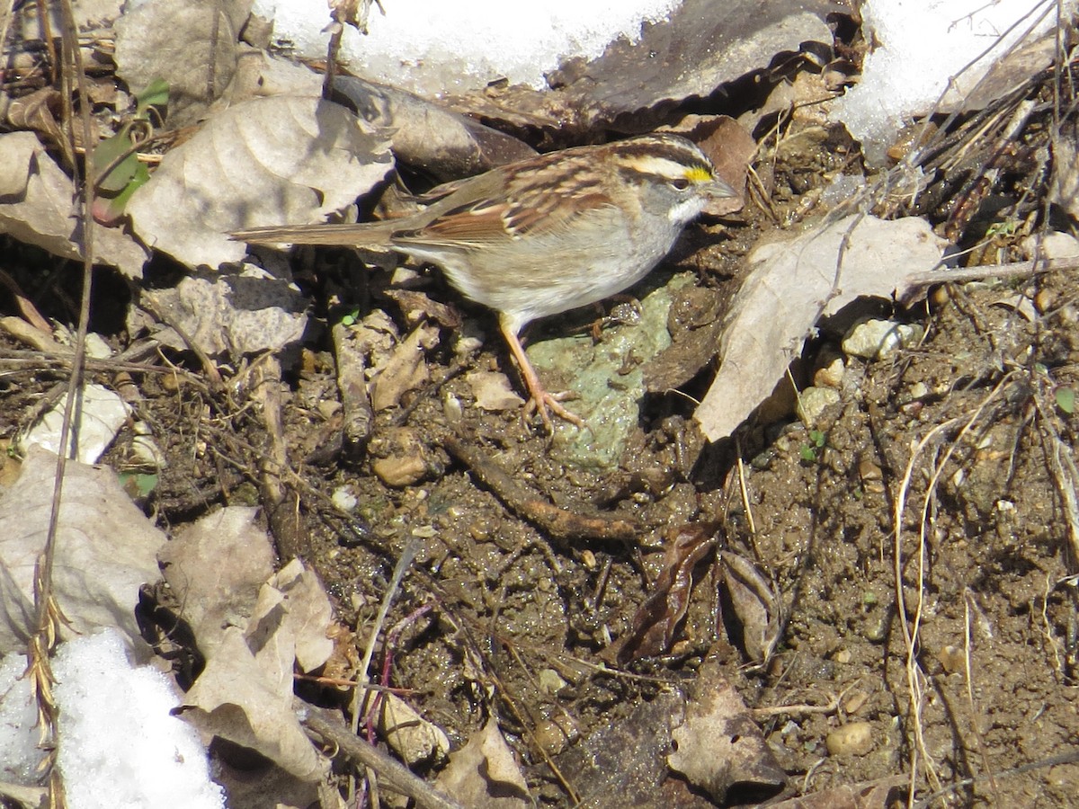 White-throated Sparrow - ML628914283