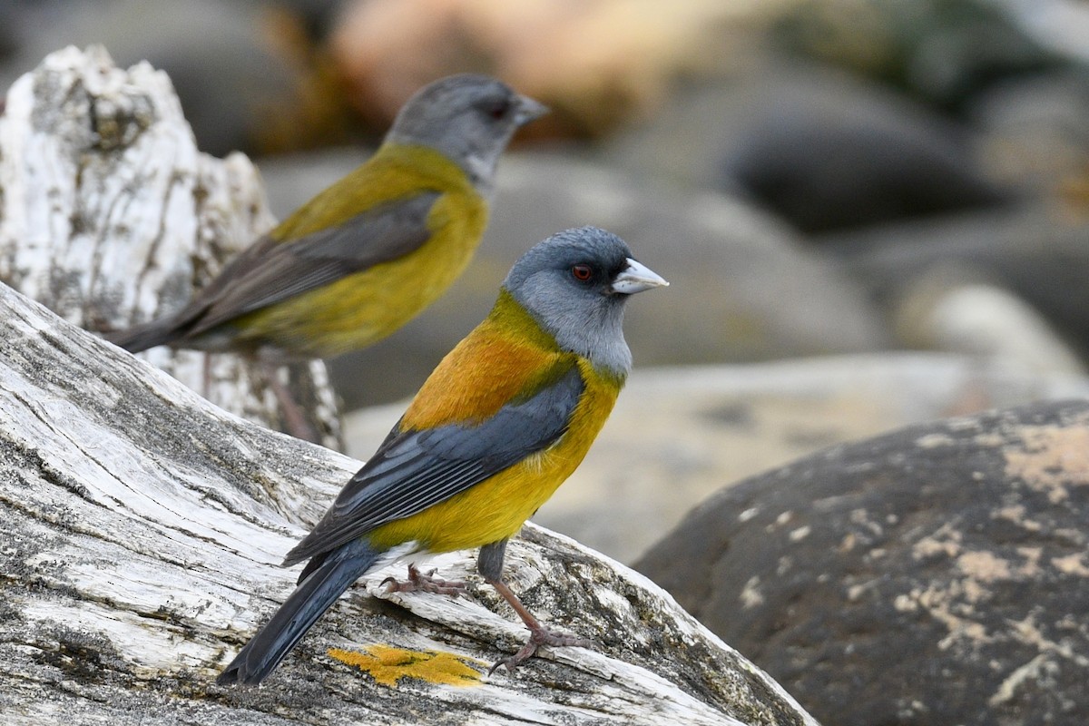 Patagonian Sierra Finch - ML628914301