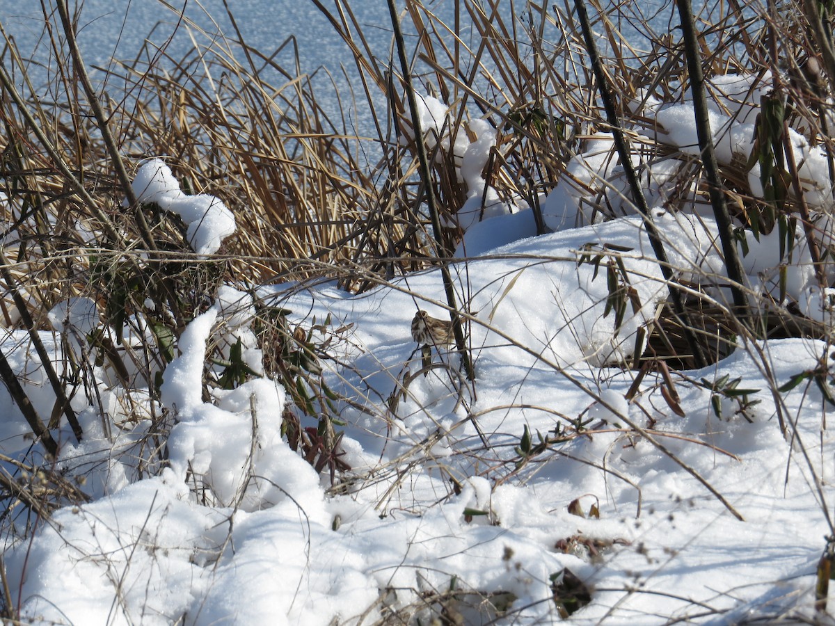 Song Sparrow - ML628914302