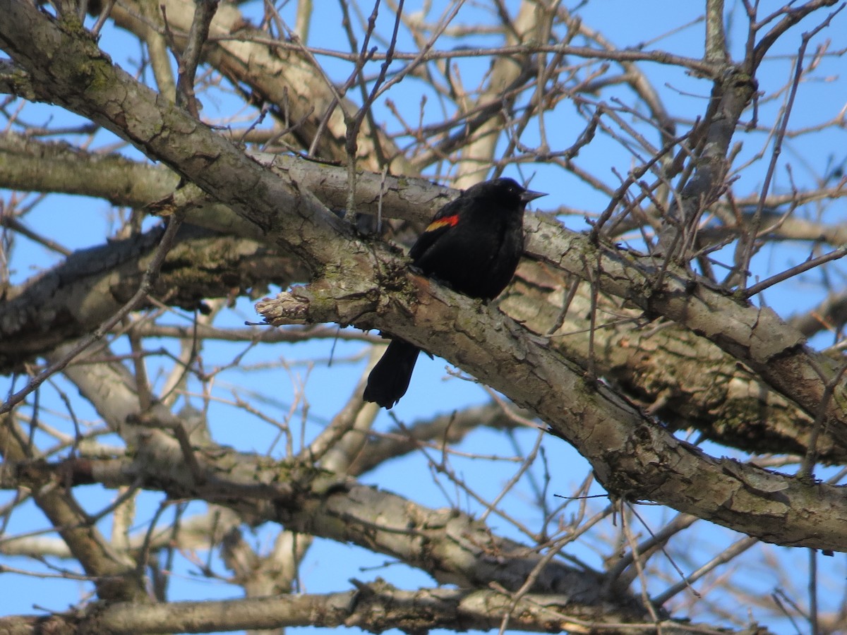 Red-winged Blackbird - ML628914315