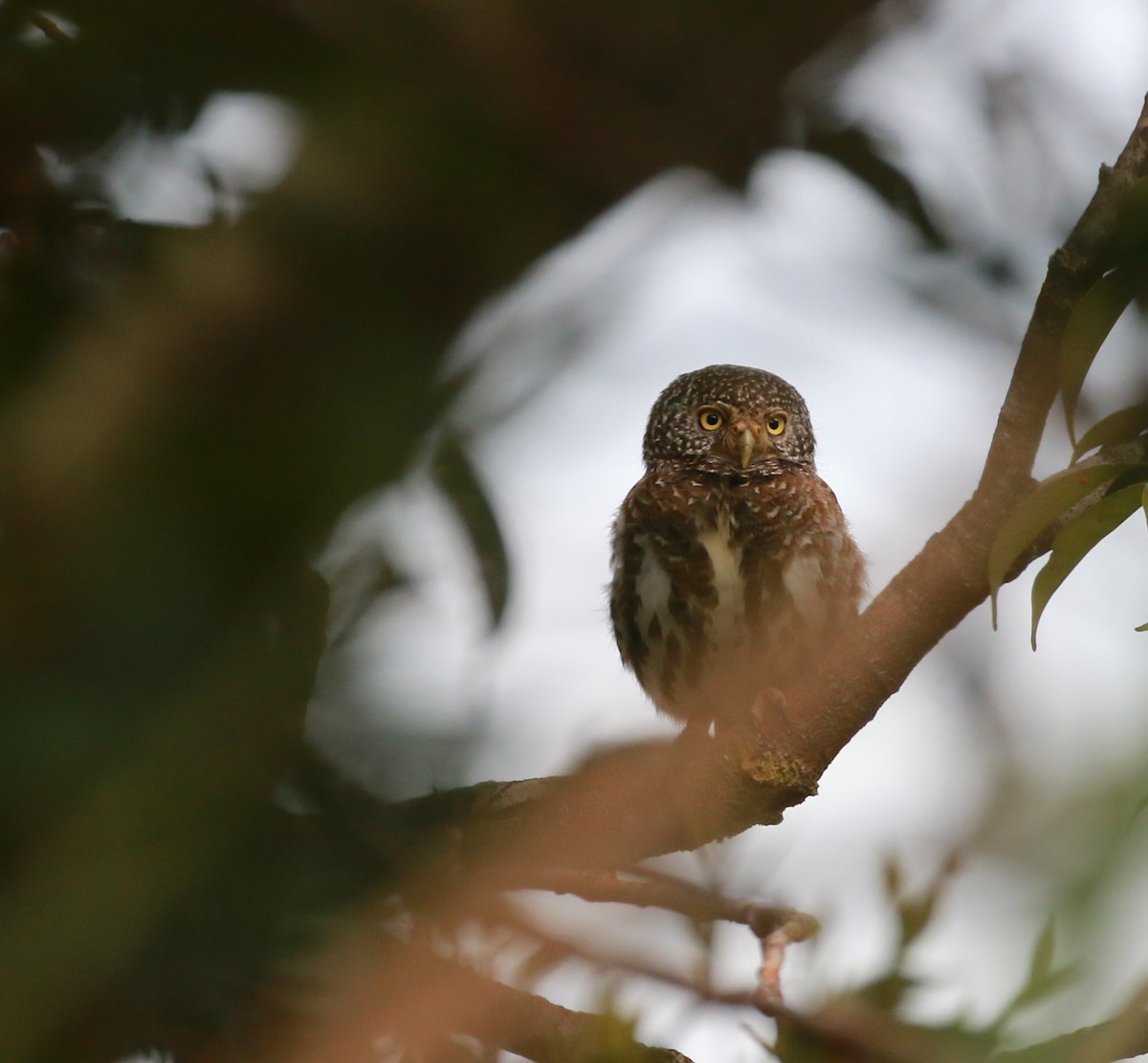Sunda Owlet - ML628914371