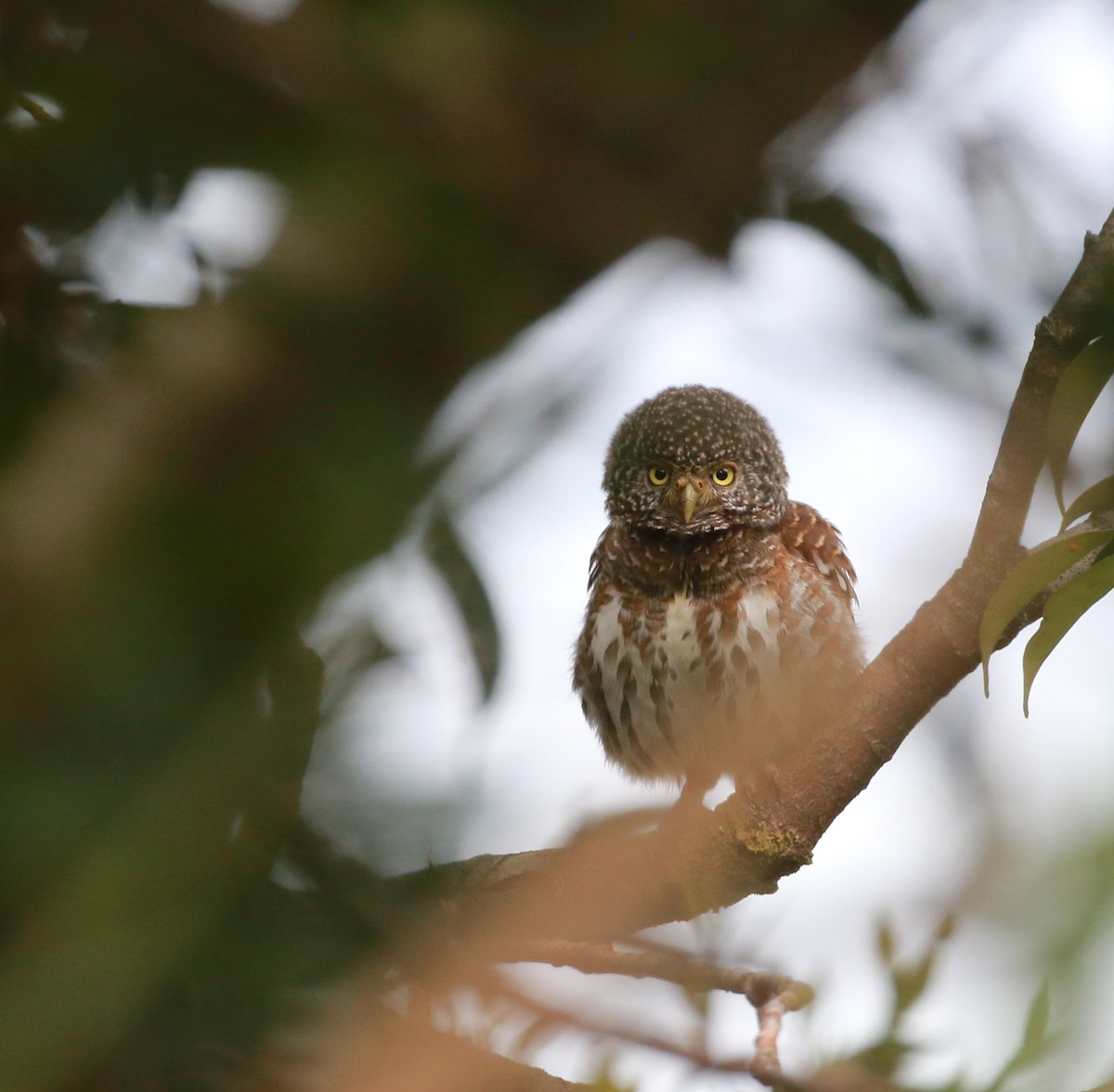 Sunda Owlet - ML628914372