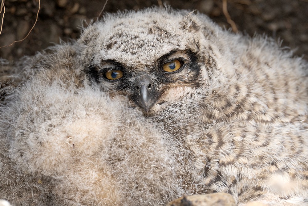 Lesser Horned Owl - ML628914401