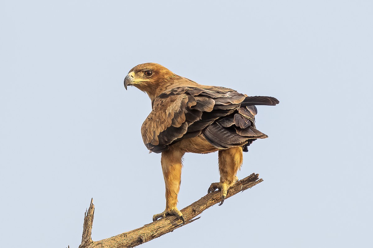 Tawny Eagle - ML628914405