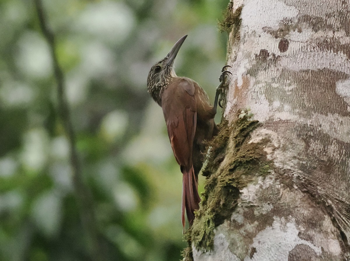 Strong-billed Woodcreeper - ML628914409