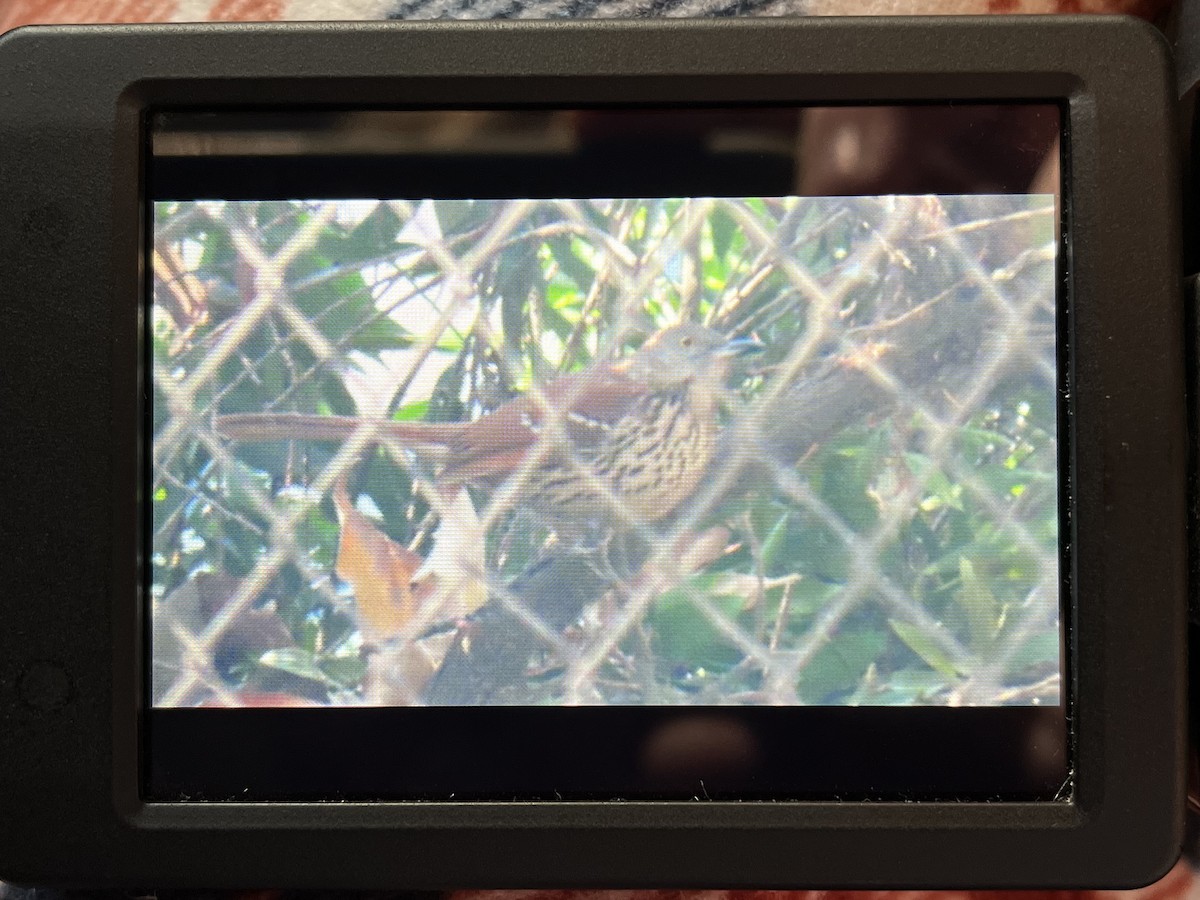 Brown Thrasher - ML628914420