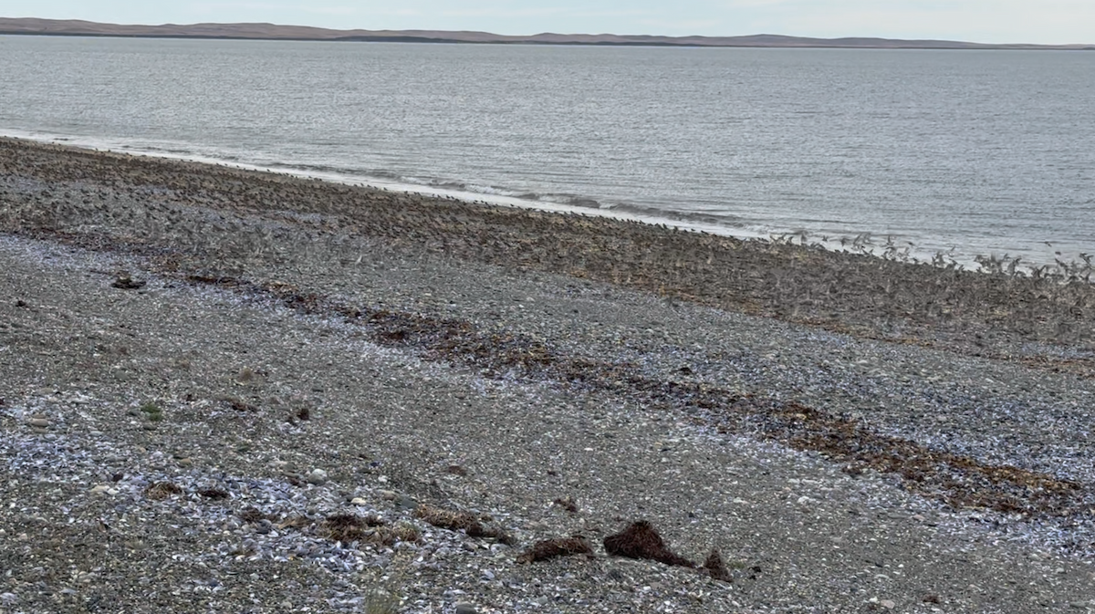 White-rumped Sandpiper - ML628914684