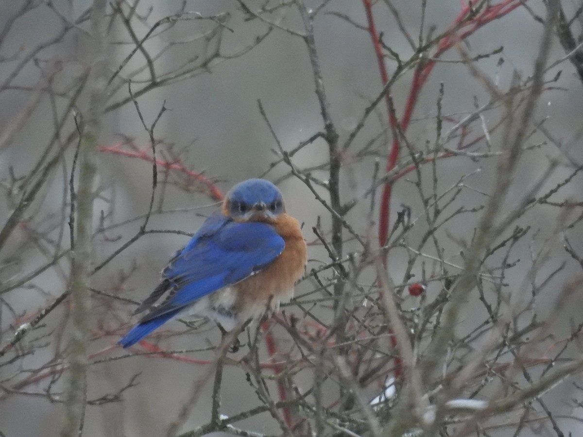 Eastern Bluebird - ML628914691