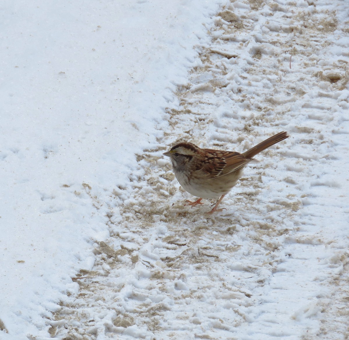 White-throated Sparrow - ML628914809