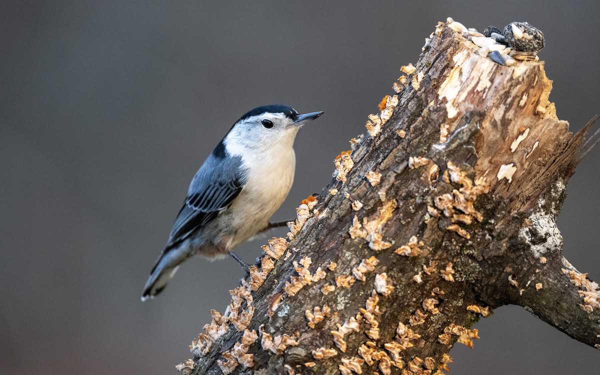 White-breasted Nuthatch - ML628915026