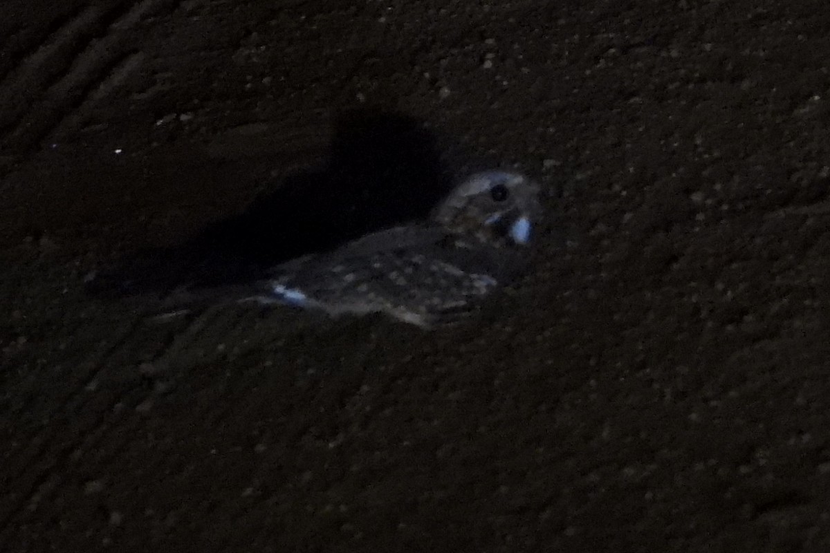 Rufous-cheeked Nightjar - ML628915082