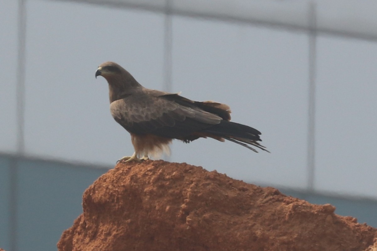 黑鳶 - ML628915096