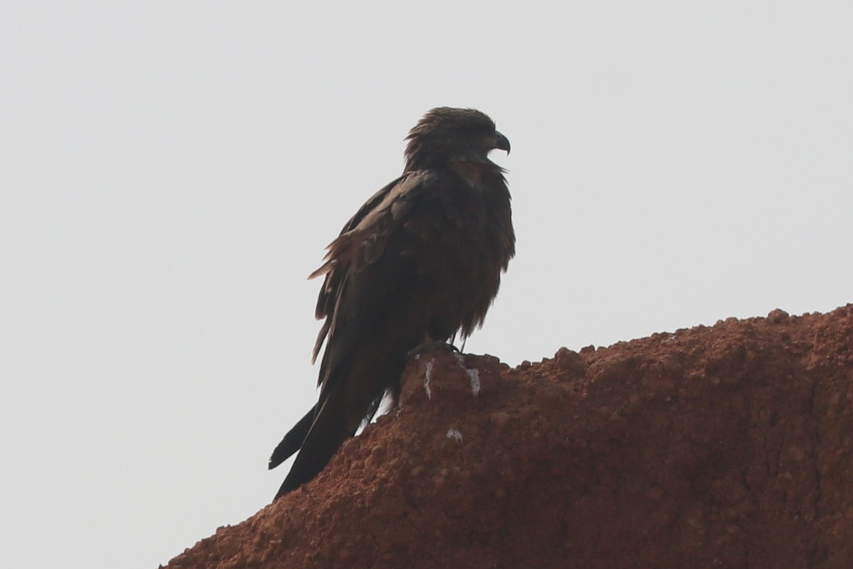 黑鳶 - ML628915097