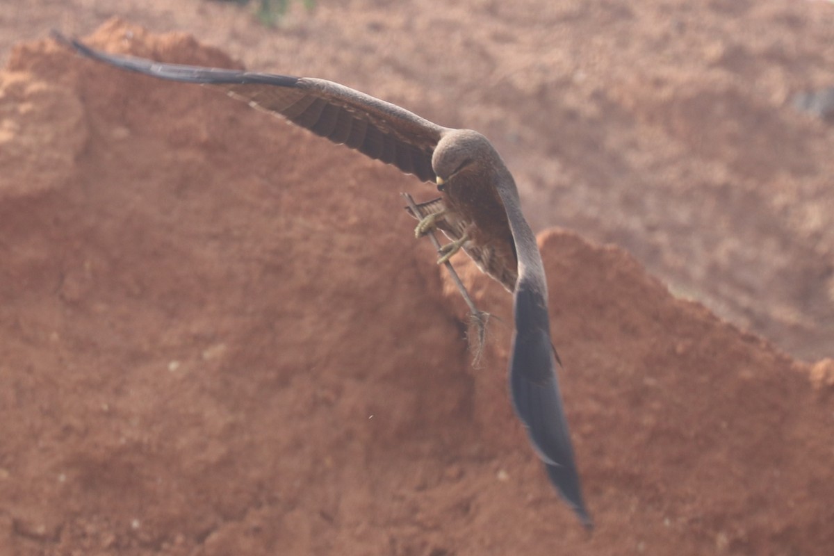 黑鳶 - ML628915098