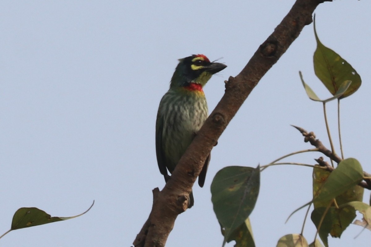 Coppersmith Barbet - ML628915104