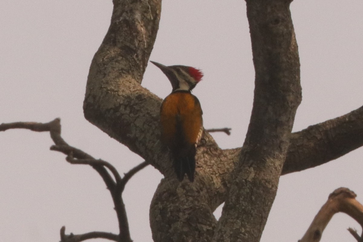 Black-rumped Flameback - ML628915112