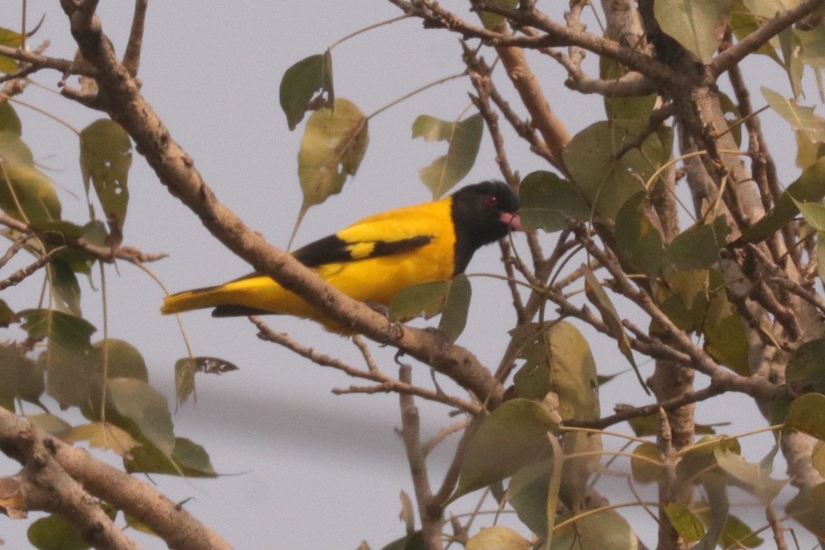 Black-hooded Oriole - ML628915116