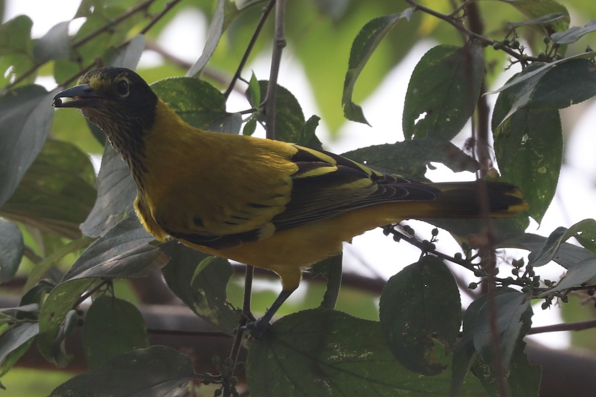 Black-hooded Oriole - ML628915117