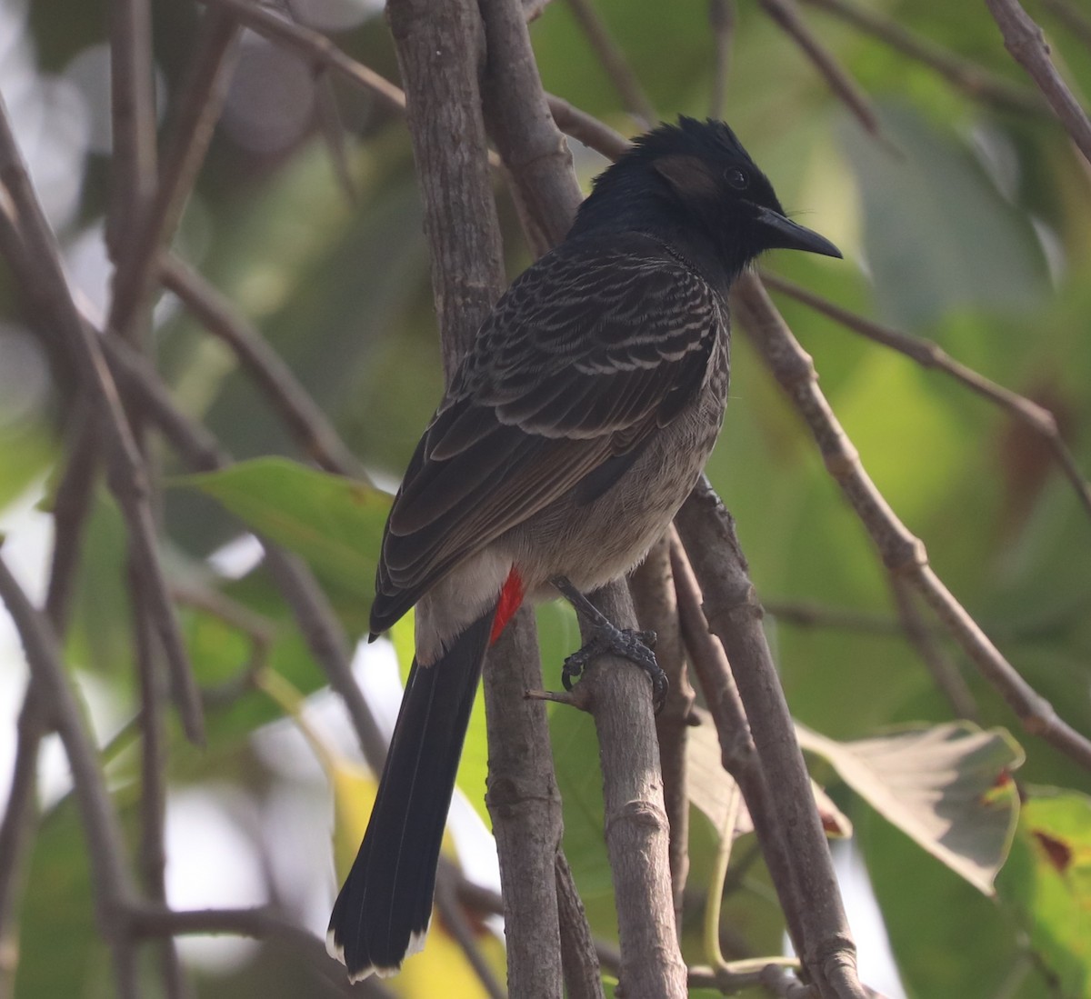 Red-vented Bulbul - ML628915126